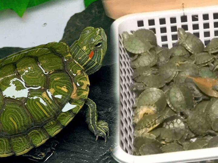 Maharashtra Crime Marathi News Action by forest department in Kalyan turtle smuggling increased due to lust for riches 7 turtles seized Turtle smuggling : कल्याणमध्ये वनविभागाची मोठी कारवाई, श्रीमंतीच्या हव्यासापोटी कासव तस्करी वाढली; 7 कासव जप्त