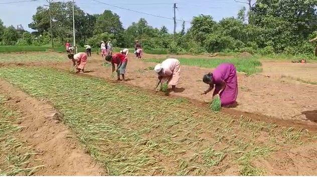 तर भरड शेती भागात पावसाने उसंत घेतल्याने भूईमुग लागवडीची लगबग सुरु झाली आहे.