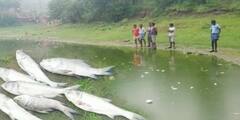 Saltora News: পুকুরময় থিকথিক করছে মরা মাছ, শত্রুতার জেরে জলে বিষপ্রয়োগ! চাঞ্চল্য শালতোড়ায়