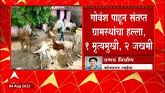 Amravati मध्ये गोवंश वाहतूक करणाऱ्या वाहनाचा मध्य प्रदेशात अपघात : ABP Majha