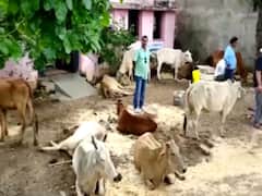 Madhya Pradesh Crime : गोवंशाची वाहतूक, ग्रामस्थांचा हल्ला; मध्य प्रदेशातील घटनेत अमरावतीच्या एकाचा मृत्यू, दोघे जखमी