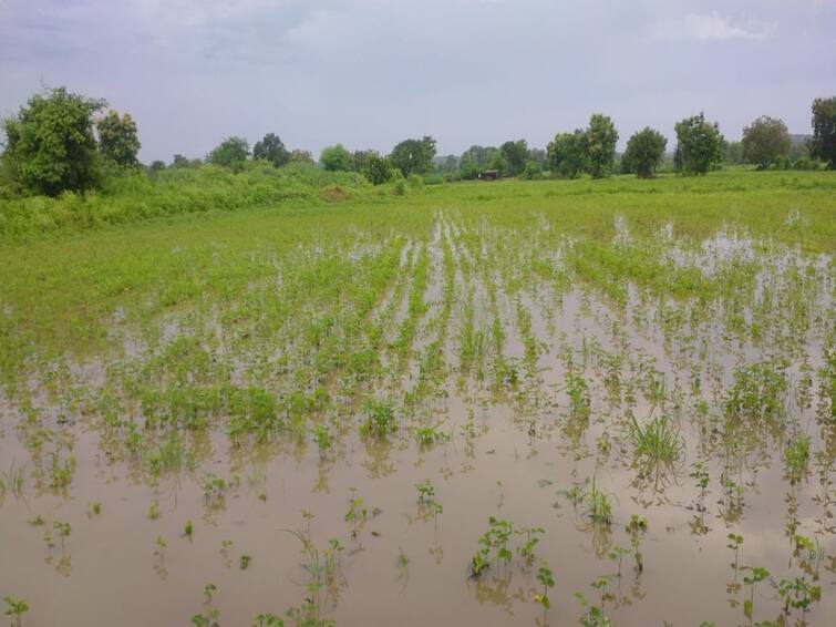 maharashtra News Marathwada News Crop loss on 17 lakh hectares in Marathwada in September October Marathwada: सप्टेंबर-ऑक्टोबरमध्ये मराठवाड्यात 17 लाख हेक्टरवरील पिकांचे नुकसान; मदतीसाठी हवेत 2500 कोटी