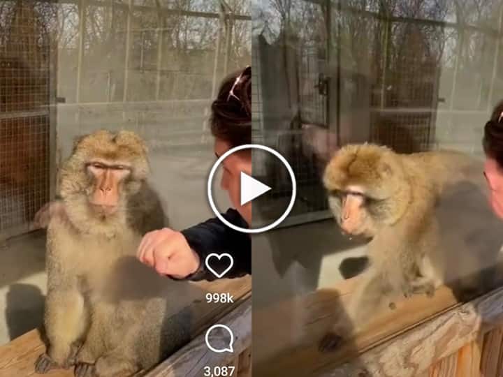 man showing magic to monkey inside the zoo monkey reaction after watching it amazed netzines viral video on social media Watch: आदमी ने Zoo में बंदर को दिखाया मैजिक ट्रिक,  बंदर का रिएक्शन देख लोटपोट हो जायेंगे आप