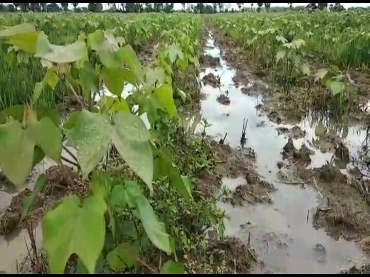Gujarat Agriculture News: Due to rain fall in last days of monsoon Gujarati farmers worried crop to fail Gujarat Agriculture News:  રાજ્યમાં પાછોતરા વરસાદે ખેડૂતોને રડાવ્યાં, તલ, મગ, મકાઈ, મગફળી, બાજરીના પાકને નુકસાન