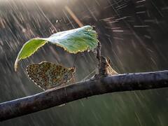 TN Rains Breaking LIVE: மழை வெள்ளம் நிலவரம்- 14 மாவட்ட ஆட்சியர்களுடன் முதலமைச்சர் ஆலோசனை!