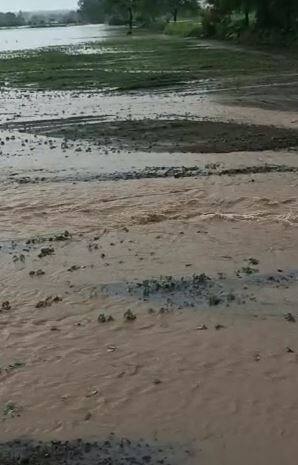 पावसामुळं शेती पिकांचं नुकसान