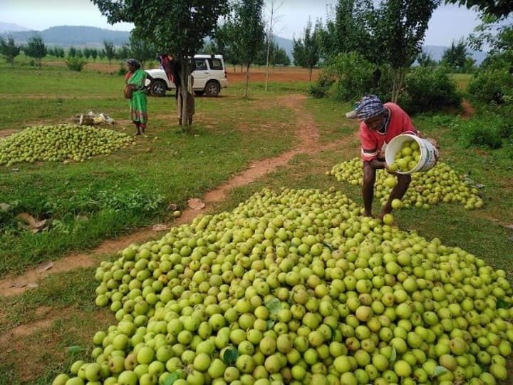 chhattisgarh Jashpur pears being supplied to every corner of the country, increased farmers income ann Jashpur News: दिल्ली और यूपी वालों को भाया जशपुर की नाशपाती का स्वाद, इतने किसानों की बढ़ी आय