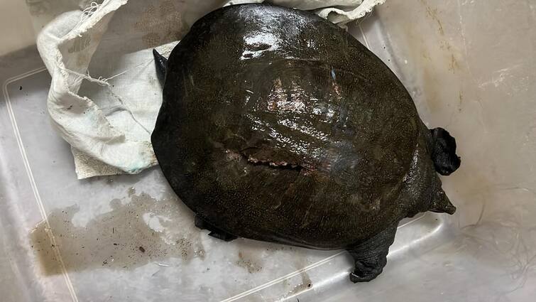 Maharashtra News Nashik news Turtle gets life after surgery in Nashik by eco echo foundation Nashik News : नाशिकमध्ये अडीच तासांची शस्रक्रिया, दुर्मिळ कासवाला मिळाली नवसंजीवनी