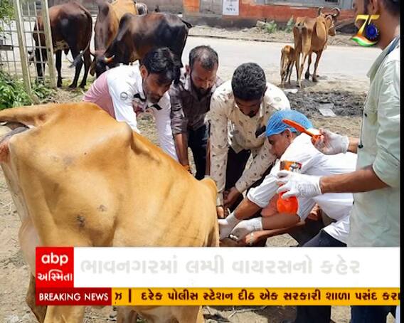 ભાવનગરમાં લમ્પી વાયરસનો કહેર યથાવત, પશુઓના મોત થતા પ્રશાસન સતર્ક