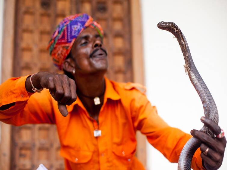 snakebite victims brother visits for funeral gets killed by snake in up ஒரே குடும்பத்தை விடாமல் துரத்தும் பாம்பு? அச்சத்தில் கிராம மக்கள்.. ஒரு விநோத கதை..