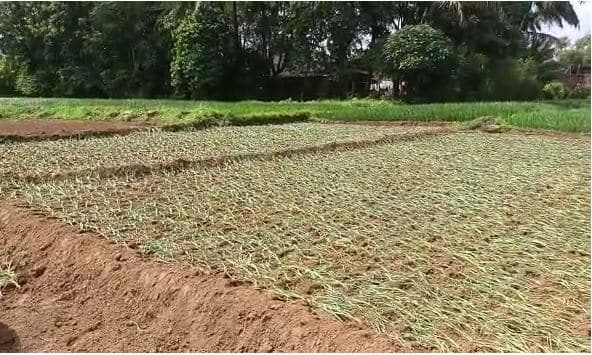 सिंधुदुर्ग जिल्ह्यात गेले काही दिवस पावसाने उसंत घेतल्याने नाचणी लागवडा वेग आला आहे.