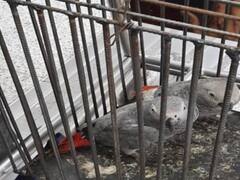 Delhi News: दिल्ली एयरपोर्ट पर शख्स के पास से मिले लुप्तप्राय अफ्रीकी ग्रे तोते, कस्टम ने किए जब्त