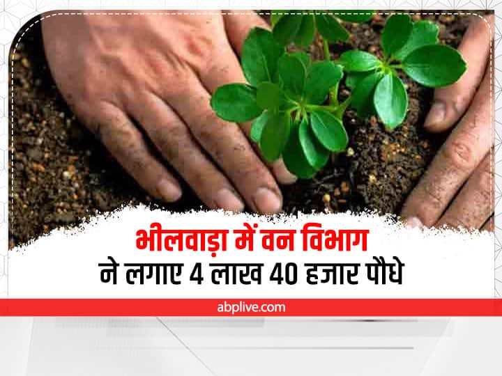 Rajasthan News Forest Department planted 4 lakh 40 thousand saplings in Bhilwara ann Bhilwara News: वन विभाग ने 1750 हेक्टेयर भूमि पर लगाए 4 लाख 40 हजार पौधे, 9 लाख का है लक्ष्य