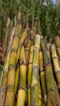 ऊस उत्पादक शेतकऱ्यांसाठी महत्त्वाची बातमी