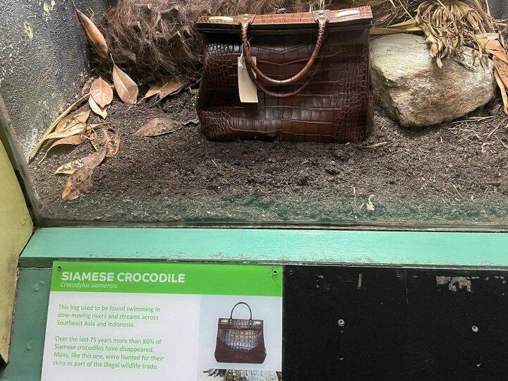 People Surprised To See Crocodile Skin Handbag From London Zoo, Photo Viral London Crocodile Skin Handbag : लंदन के चिड़ियाघर में मगरमच्छ की खाल का हैंडबैग रखा देख लोग हुए हैरान, फोटो वायरल