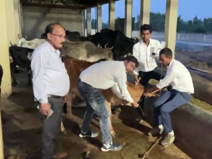 amroha news 55 cows died under mysterious circumstances in Amroha, CM Yogi Adityanath ordered an inquiry अमरोहा में रहस्यमयी परिस्थितियों में 55 गायों की मृत्यु, CM Yogi Adityanath ने दिए जांच के आदेश