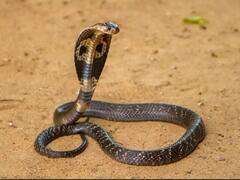 কুণ্ডলীতে কাল সর্প যোগ ? কীভাবে বুঝবেন, প্রতিকার কোন পথে