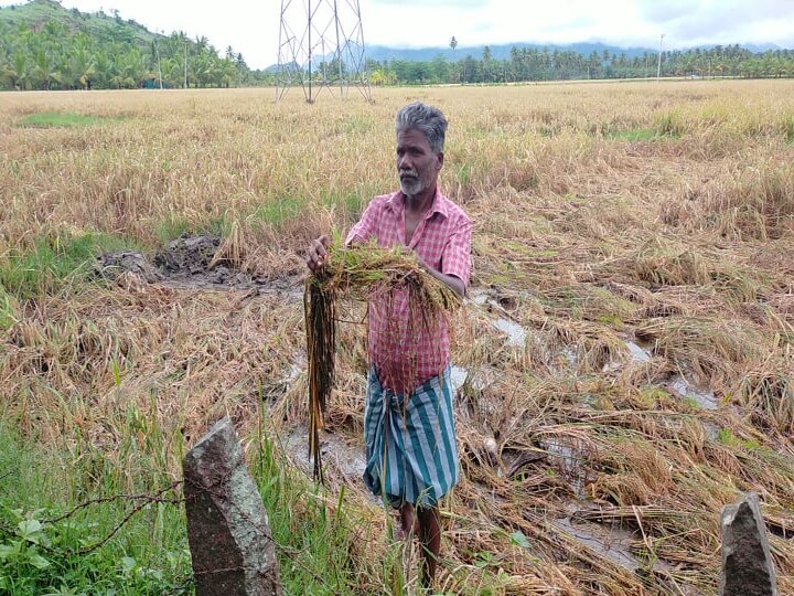 தேனி: கனமழையால் அறுவடைக்கு தயாராக இருந்த நெற்பயிர்கள் நீரில் மூழ்கி  சேதம் - விவசாயிகள் சோகம்