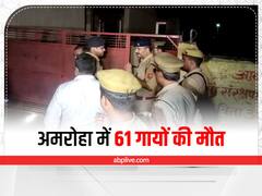 Amroha News: अमरोहा में चारा खाने के बाद 61 गायों की हुई मौत, 130 गायों की हालत बनी हुई है नाजुक