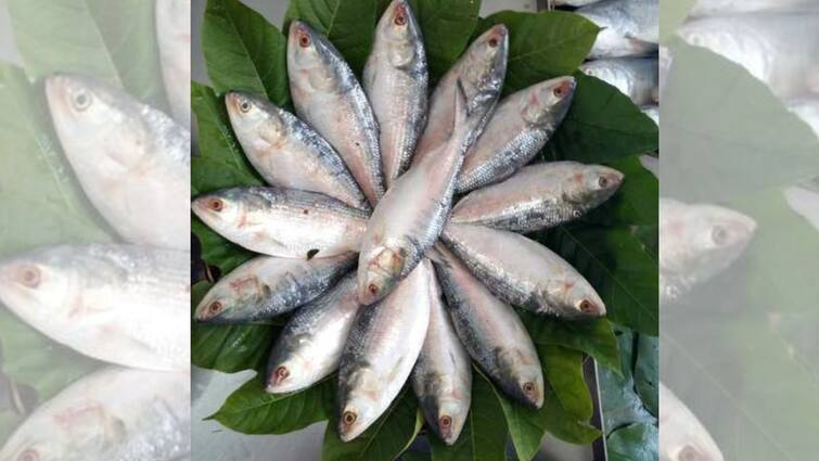 Amazing Health Benefits Of Hilsa Fish Hilsa Fish: রোজ ইলিশ মাছ খাচ্ছেন? জানেন কী হতে পারে?