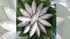 Hilsa Fish: রোজ ইলিশ মাছ খাচ্ছেন? জানেন কী হতে পারে?