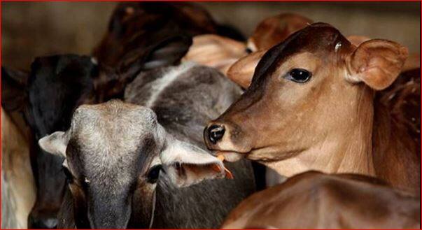 Seeing the fury of lumpy skin, animal fairs are canceled in Punjab, thousands of animals are sick in the state ਲੰਪੀ ਸਕਿੱਨ ਦੇ ਕਹਿਰ ਨੂੰ ਵੇਖਦਿਆਂ ਪੰਜਾਬ 'ਚ ਪਸ਼ੂ ਮੇਲੇ ਰੱਦ, ਸੂਬੇ 'ਚ ਹਜ਼ਾਰਾਂ ਪਸ਼ੂ ਬਿਮਾਰ