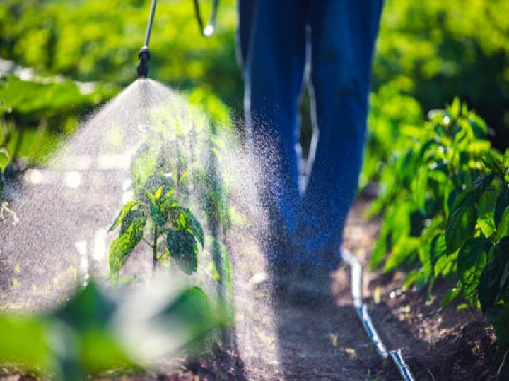 Chemical Pesticides: किसानों की जान के लिये खतरनाक है कीटनाशक, छिड़काव के समय बरतें ये सावधानियां