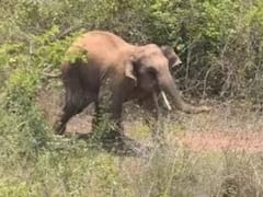 Surguja News: सरगुजा में दल से बिछड़े हाथी ने मचाया आतंक, कई घरों को तहस-नहस कर चट किया अनाज