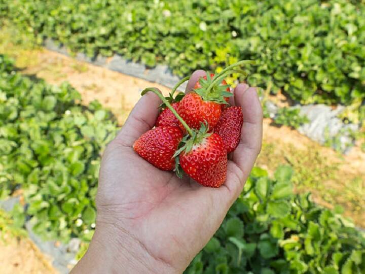 Doctors son became farmer earn profitable income by learning strawberry cultivation or Strawberry Farming from youtube Marathi News Agri Innovation: वडील डॉक्टर अन् मुलगा शेतकरी... युट्युबवरुन शिकला स्ट्रॉबेरी फार्मिंग; आता करतोय लाखोंची कमाई