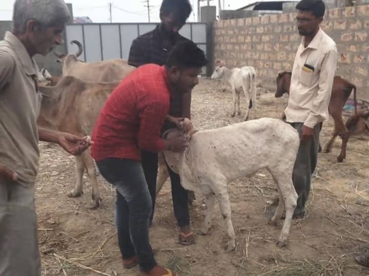 Lumpy Virus in Gujarat dedicated cow servants along with doctors are working to save cattle from lumpy virus in Dwarka Lumpy Virus : દ્વારકામાં લમ્પી વાયરસથી પશુઓને બચાવવા ડોક્ટરો સાથે ગૌસેવકો પણ કામે લાગ્યા
