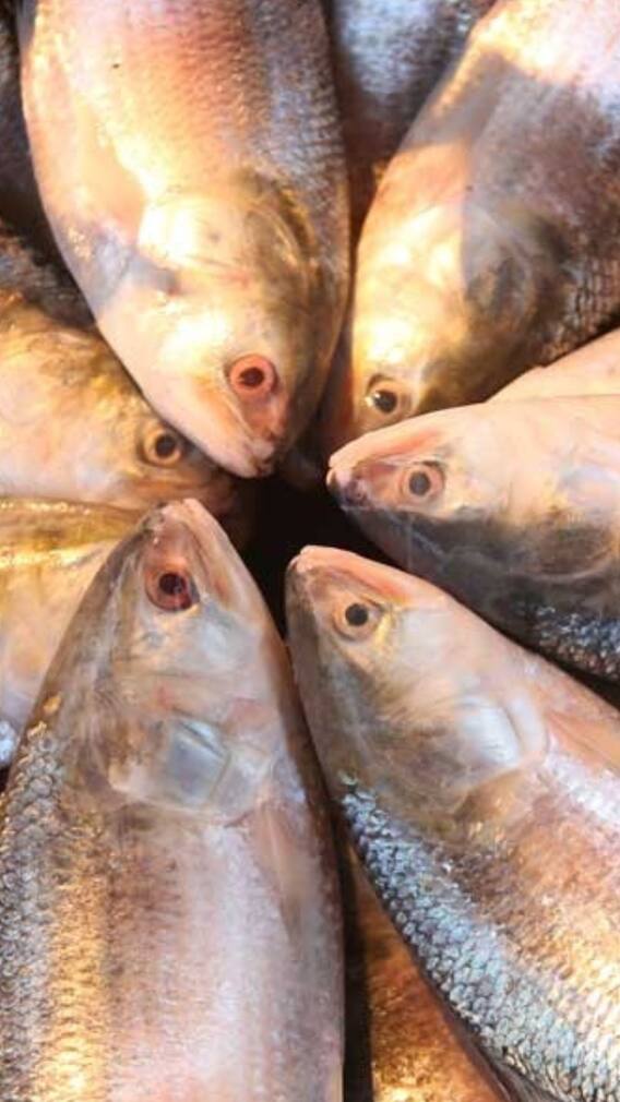 ইলিশ মাছের উপকারিতা কী কী?