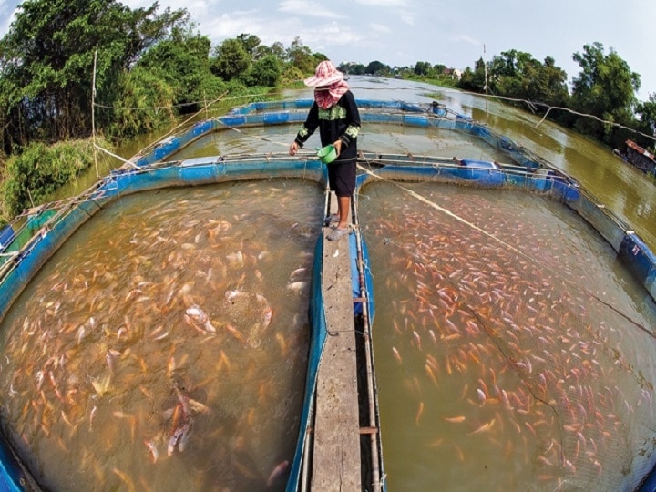 Fish Farming: एक ही तालाब में पल रही हैं 5 प्रजाति की मछलियां, जानें कैसे मछली पालकों की कमाई बढ़ा रही है ये खास तकनीक