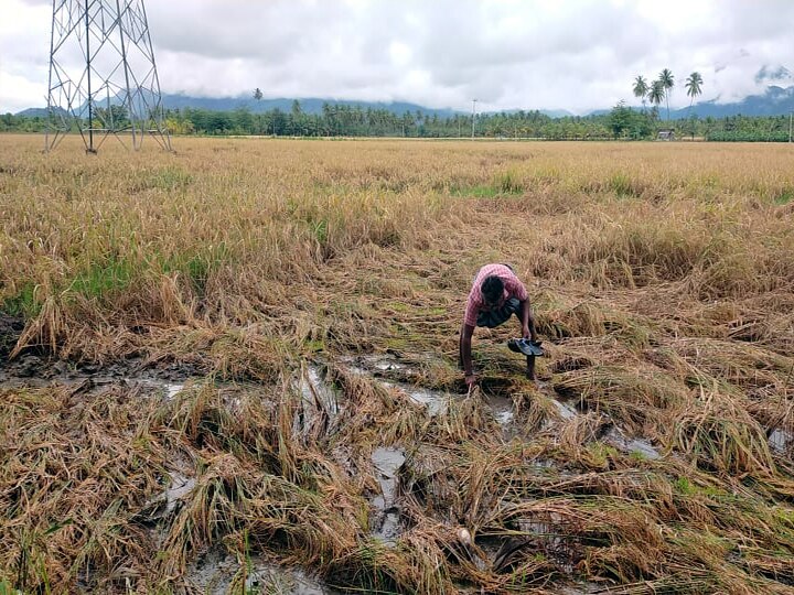 தேனி: கனமழையால் அறுவடைக்கு தயாராக இருந்த நெற்பயிர்கள் நீரில் மூழ்கி  சேதம் - விவசாயிகள் சோகம்