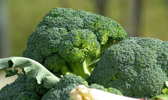 Health Tips: From eyesight to healthy skin, here are the benefits of broccoli