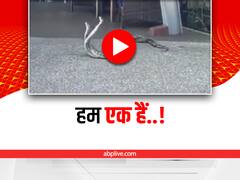 Watch: ऑस्ट्रेलिया के कैफे में दिखा दो सांपों के बीच अद्भुत प्रेम! वायरल हुआ वीडियो