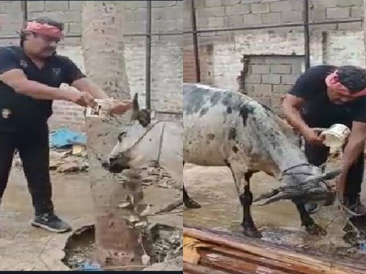 Actor Mansoor Ali Khan conversation with his pet Cow in bath time Video Mansoor Ali Khan: 'செல்லக்குட்டி.. அழுக்கா இருக்குல்ல.. குளிடா” : மாட்டை கொஞ்சி குளிக்கவைக்கும் மன்சூர் அலிகான்