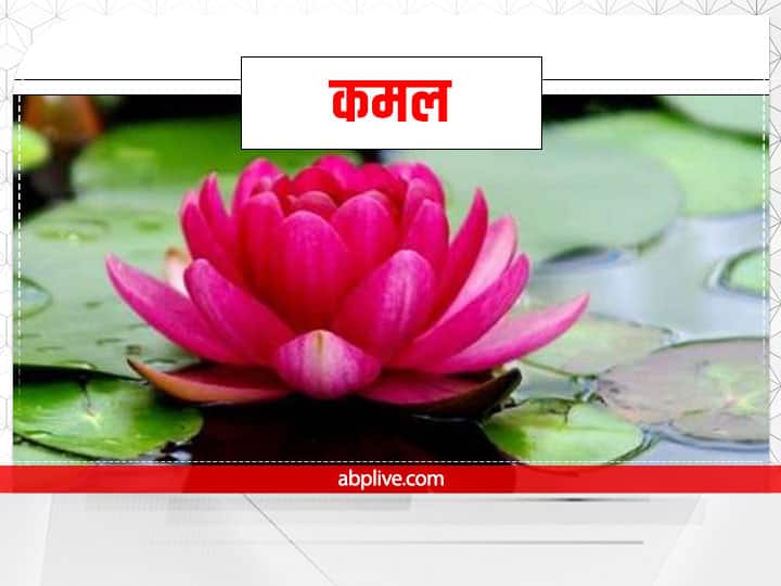 मां लक्ष्मी कमल के फूल पर विराजमान हैं. सभी फूलों में कमल उन्हें सबसे ज्यादा प्रिय है. कमल कीचड़ में खिलता है लेकिन ये सुंदर और निर्मलता का प्रतीक है. कमल पर विराजित देवी लक्ष्मी उसी व्यक्ति पर मेहरबान होती हैं जो बुरे समाज में भी कमल की तरह निर्मल रहे. पाप से कोसों दूर