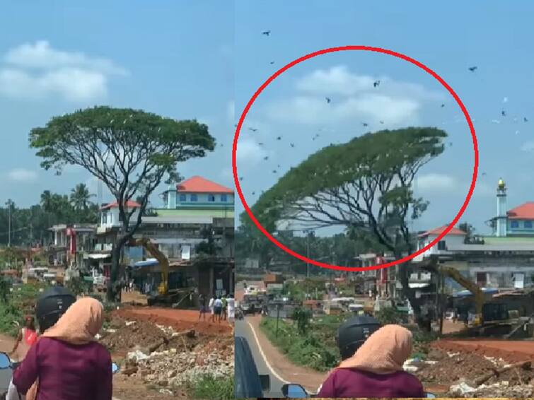 Trees cut video goes viral on social media மரமல்ல.. வீடு! வெட்டி சாய்க்கப்படும் மரம்.. கூட்டமாக பறக்கும் பறவைகள்.! வைரலாகும் வீடியோ!