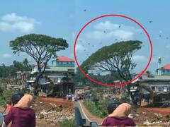 மரமல்ல.. வீடு! வெட்டி சாய்க்கப்படும் மரம்.. கூட்டமாக பறக்கும் பறவைகள்.! வைரலாகும் வீடியோ!