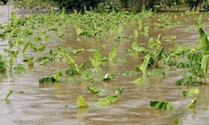 Trichy: 200 acres of bananas in  submerged in water. திருச்சி:  தண்ணீரில் மூழ்கிய 200 ஏக்கர் வாழைகள் - இழப்பீடு வழங்க விவசாயிகள் கோரிக்கை