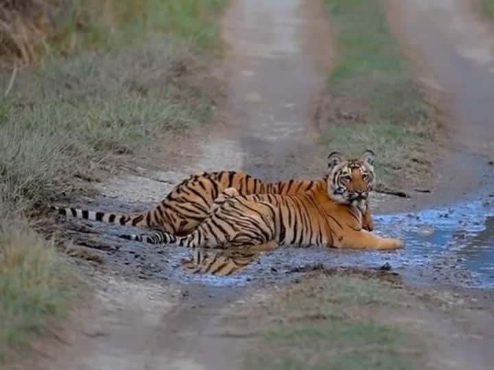 Nainital zoo transferred a tiger and a tigress to jamnagar zoo ann Nainital: नैनीताल चिड़ियाघर से गुजरात शिफ्ट किए गए बाघ-बाघिन, चार महीने के बाद हुआ ट्रांसफर