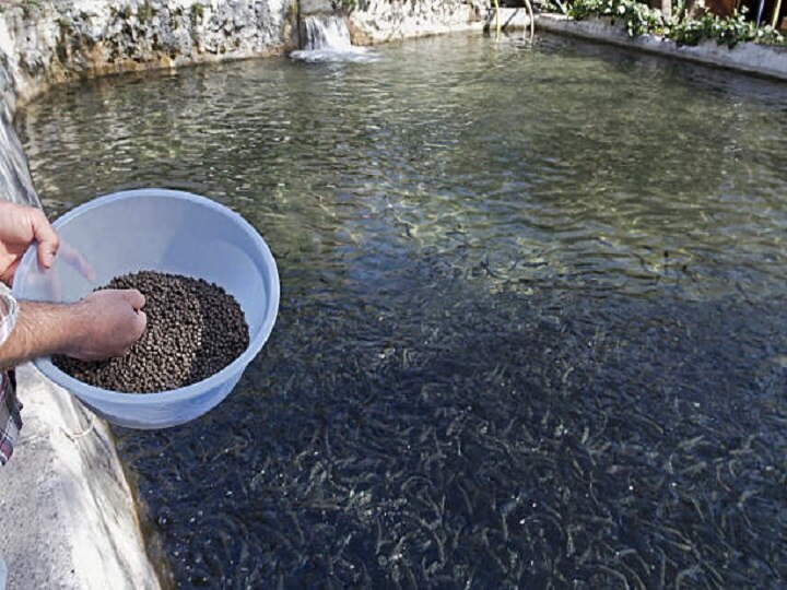 Fish Farming: एक ही तालाब में पल रही हैं 5 प्रजाति की मछलियां, जानें कैसे मछली पालकों की कमाई बढ़ा रही है ये खास तकनीक