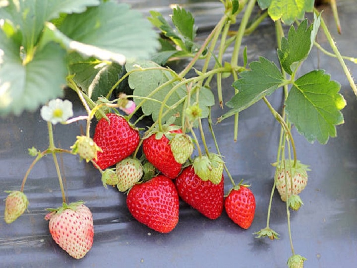 Agri Innovation: वडील डॉक्टर अन् मुलगा शेतकरी... युट्युबवरुन शिकला स्ट्रॉबेरी फार्मिंग; आता करतोय लाखोंची कमाई