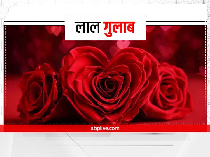 लाल गुलाब की सुगंध से देवी लक्ष्मी जल्द प्रसन्न होती हैं. देवी लक्ष्मी को शुक्र का स्वामित्व प्राप्त है. लाल गुलाब देवी को अर्पित करने से शुक्र ग्रह मजबूत होता है जिससे भौतिक सुख प्राप्त होते हैं. साथ ही धन संपदा में बढ़ोत्तरी होती है.