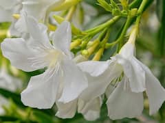 Laxmi ji: मां लक्ष्मी को प्रिय हैं ये 5 फूल, शुक्रवार को महालक्ष्मी को चढ़ाने से मिलेंगे ये लाभ