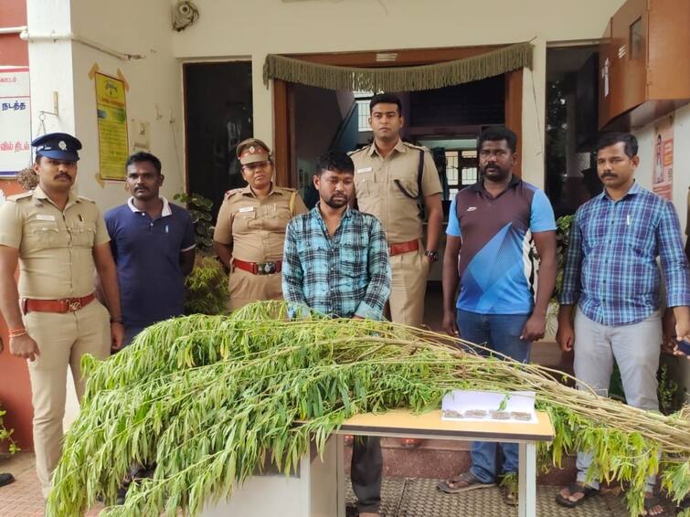 Northern youth arrested for selling ganja in Coimbatore வேலை இல்லை.. இதுதான் தொழில்! கஞ்சா செடியை மரம்போல வளர்த்துவந்த இளைஞர்! போலீசார் அதிர்ச்சி!