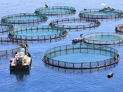 Fish Farming: एक ही तालाब में पल रही हैं 5 प्रजाति की मछलियां, जानें कैसे मछली पालकों की कमाई बढ़ा रही है ये खास तकनीक