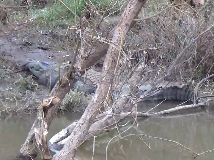 या मगरींचा आकार साधारण सहा फुटांपासून ते तेरा चौदा फुटांपर्यंत आहे.