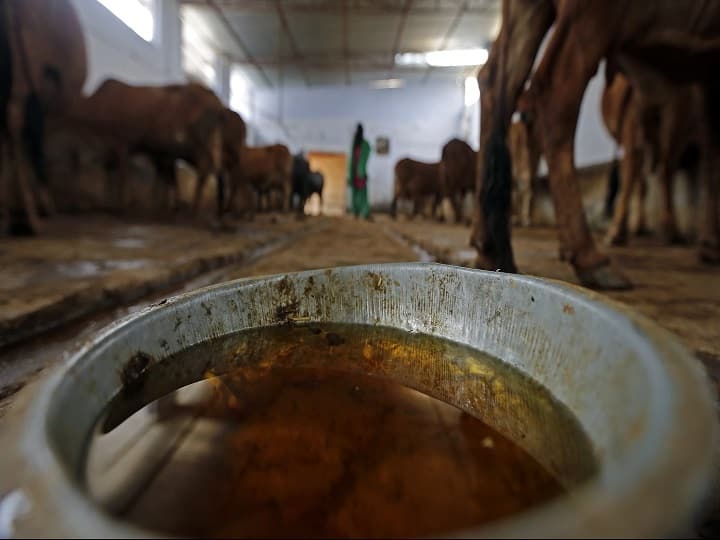 Cow urine gaumutra is nectar for soil and crops in agriculture help to double farmers income Gaumutra Spray: खेती और किसानों के बीच फेमस हो रहा है गौमूत्र, इस तरह बढ़ती है किसानों की आमदनी