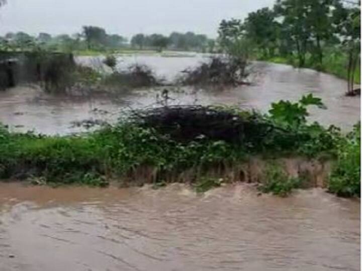 Maharashtra Rains News Heavy rains in various parts of the state Maharashtra Rains :  लातूरसह नाशिक सोलापूरमध्ये मुसळधार पाऊस, अनेक ठिकाणी शेती पिकांना फटका